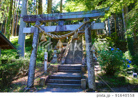 モネの池・根道神社(岐阜県・関市) モネの池・根道神社(岐阜県・関市) 91640558