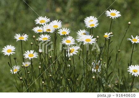 Leucanthemum vulgare flowers in a grass Leucanthemum vulgare flowers in a grass 91640610
