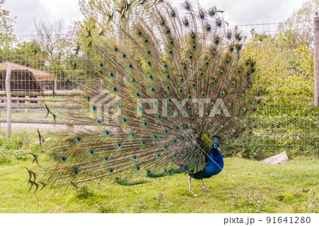 Shot of the peacock with its beautiful feathers showing to everyone in the zoopark 91641280