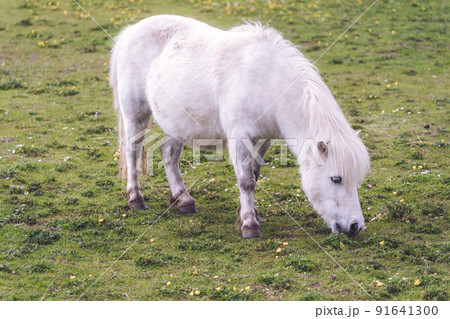 Small white Icelandic horse grazing on the grass with small yellow flowers 91641300