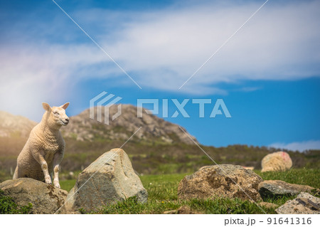 Sheep grazing in the rural Welsh landscape near Whitesands Bay 91641316