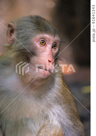 Chinese macaque monkey portrait Chinese macaque monkey portrait 91641343