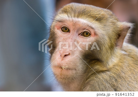 Chinese macaque monkey portrait 91641352