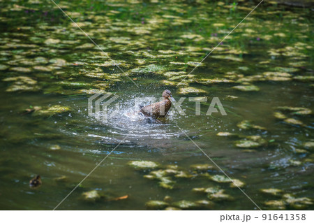 Small duck taking a bath in a shallow lake Small duck taking a bath in a shallow lake 91641358