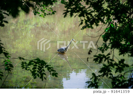 Long neck crane bird wading in water Long neck crane bird wading in water 91641359