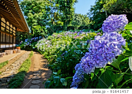 アジサイ 91641457