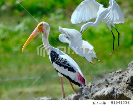 野鳥天国スリランカ。インドトキコウとコサギ　 91641558