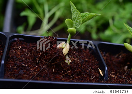 Green bean sprouts as a close up 91641753
