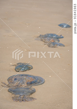 Closeup image of a transparent jellyfish on the sand in front of the sea 91641983