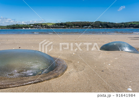 Closeup image of a transparent jellyfish on the sand in front of the sea Closeup image of a transparent jellyfish on the sand in front of the sea 91641984