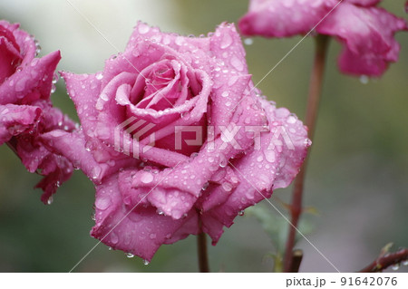 荒尾市　おもやい市民花壇　バラの花、 91642076