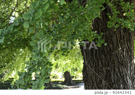 坂東三十三観音霊場　星谷寺　大銀杏 91642341