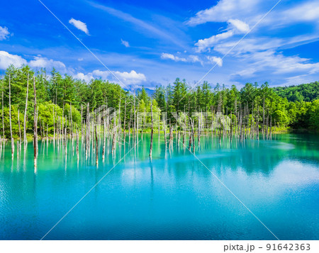 夏の北海道 青い池 美瑛 夏の北海道 青い池 美瑛 91642363
