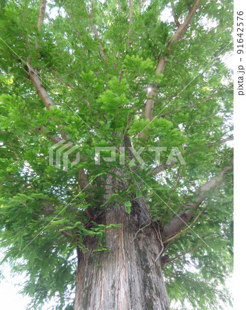 大樹 大樹 91642576