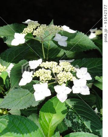 ガクアジサイ ガクアジサイ 91642577