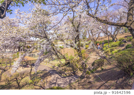 大倉山公園梅林 大倉山公園梅林 91642596