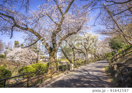 大倉山公園梅林 大倉山公園梅林 91642597