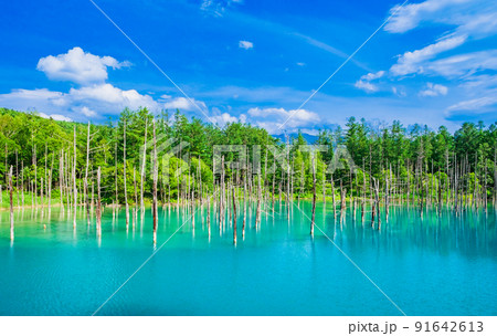 夏の北海道 青い池 美瑛 夏の北海道 青い池 美瑛 91642613