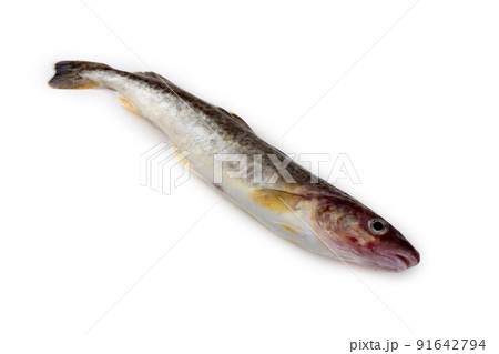 Saffron cod Saffron cod 91642794