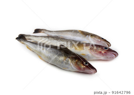 Saffron cod Saffron cod 91642796