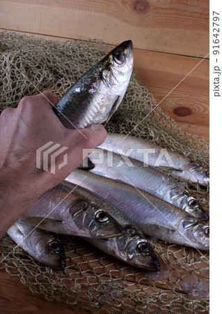 Herring on net Herring on net 91642797