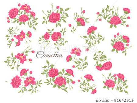 Camellia blossom tree Clip art, set of elements for design  91642913