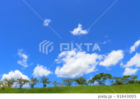 青空と雲　木 91643005