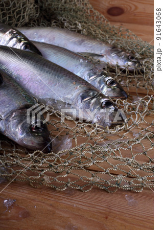 Herring on net Herring on net 91643068