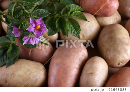 Potatoes and flowers. Focus on flowers Potatoes and flowers. Focus on flowers 91643083