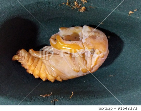 オオクワガタの蛹 オオクワガタの蛹 91643373