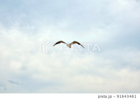 Seagulls birds in the sea Seagulls birds in the sea 91643461