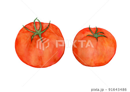 トマトの水彩イラスト トマトの水彩イラスト 91643486