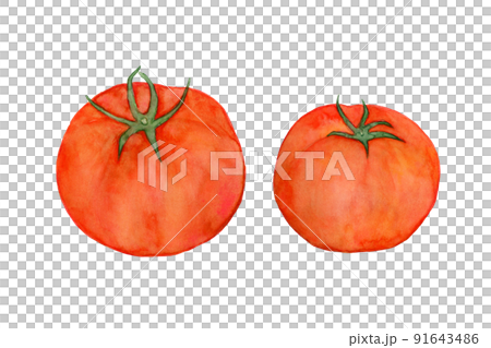 トマトの水彩イラスト トマトの水彩イラスト 91643486