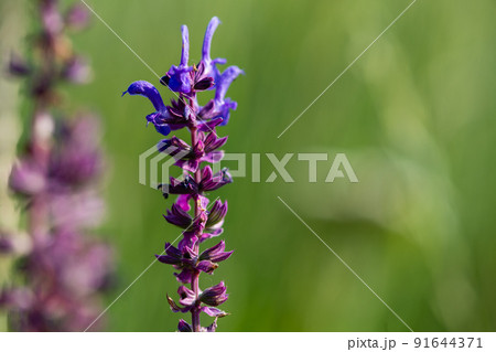 Purple wild flower blooming in the field close-up. Purple wild flower blooming in the field close-up. 91644371