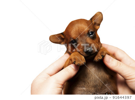 Cute puppy in a girl's hand on a white background. Isolate. Portrait pet Cute puppy in a girl's hand on a white background. Isolate. Portrait pet 91644397