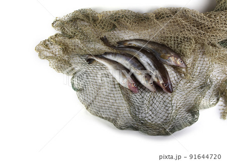 Saffron cods on net Saffron cods on net 91644720