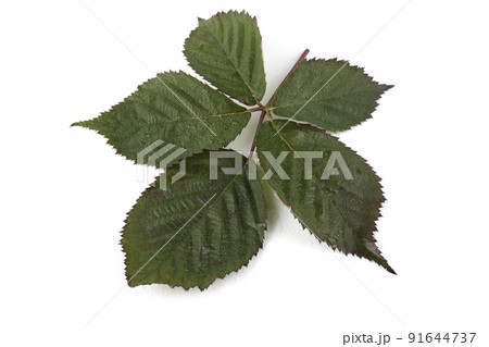 Blackberry leaf isolated on white 91644737