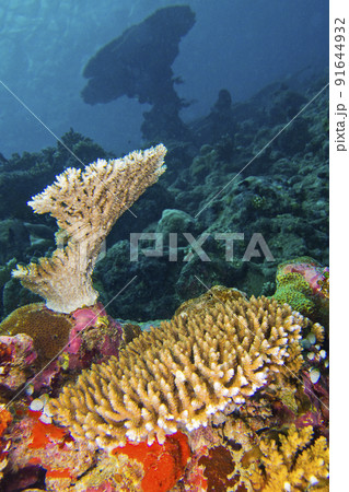 Reef Building Coral, South Ari Atoll, Maldives 91644932