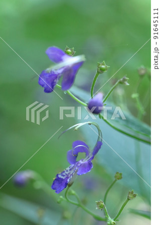 雁の空飛ぶ姿に似た花 91645111