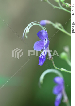 雁の空飛ぶ姿に似た花 雁の空飛ぶ姿に似た花 91645112