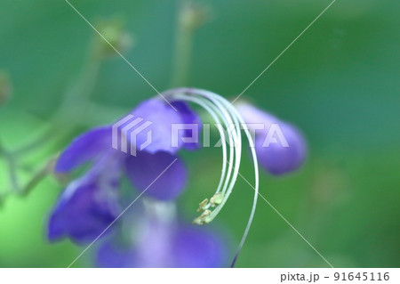 雁の空飛ぶ姿に似た花 雁の空飛ぶ姿に似た花 91645116
