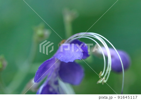 雁の空飛ぶ姿に似た花 雁の空飛ぶ姿に似た花 91645117