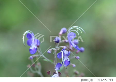 雁の空飛ぶ姿に似た花 雁の空飛ぶ姿に似た花 91645144