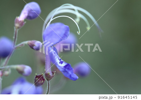 雁の空飛ぶ姿に似た花 雁の空飛ぶ姿に似た花 91645145