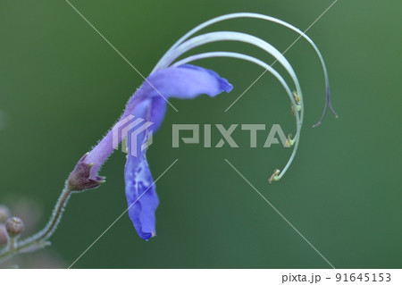 雁の空飛ぶ姿に似た花 雁の空飛ぶ姿に似た花 91645153