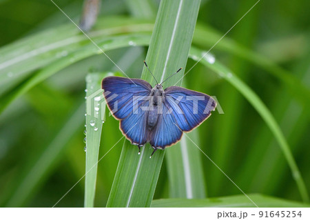春から夏の草原で見られる身近な美しい青いチョウ、トラフシジミ 91645254