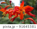 ヒメヒオウギズイセンの赤い花のアップ 91645381