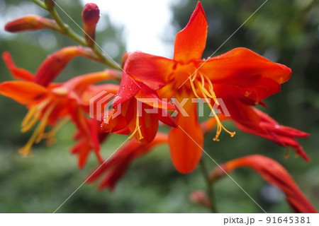 ヒメヒオウギズイセンの赤い花のアップ 91645381