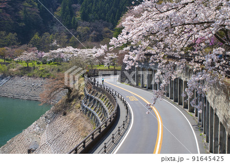 【東京都】春の奥多摩湖湖畔の風景 91645425