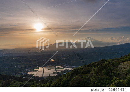 （静岡県）丹那盆地の水田と富士山　夕景 91645434